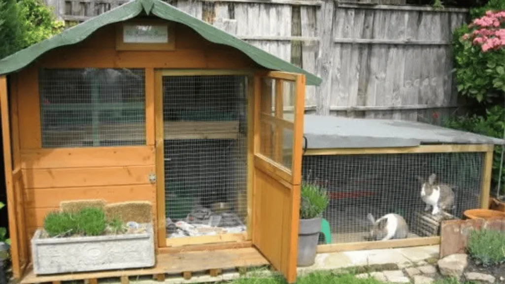 housing for rex rabbit