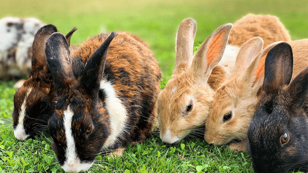 housing for rhinelander rabbit