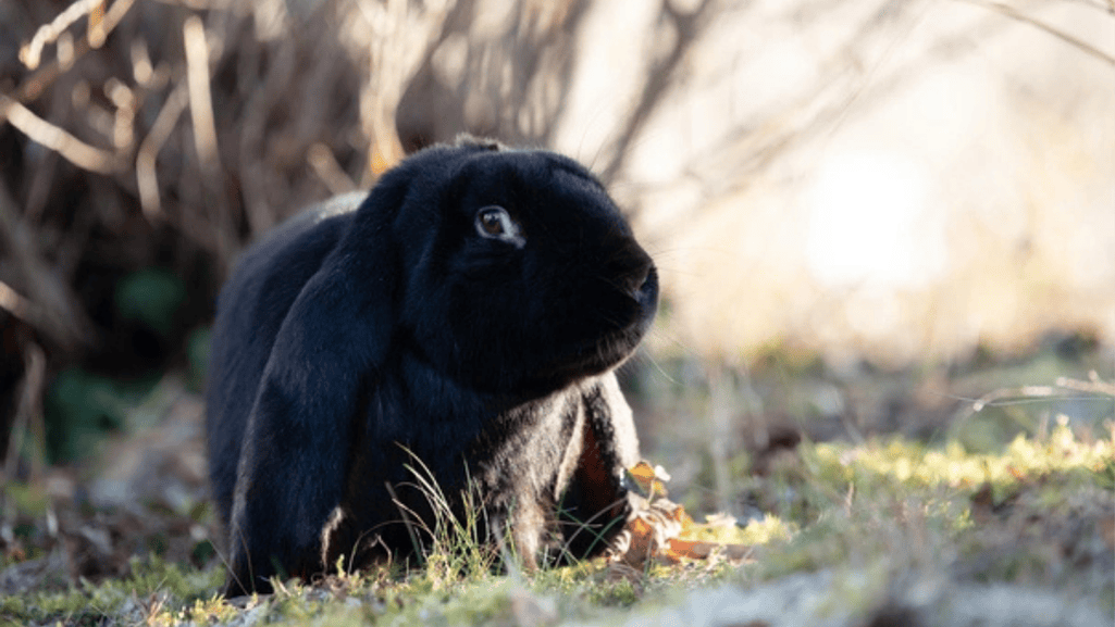 hutch care for lops