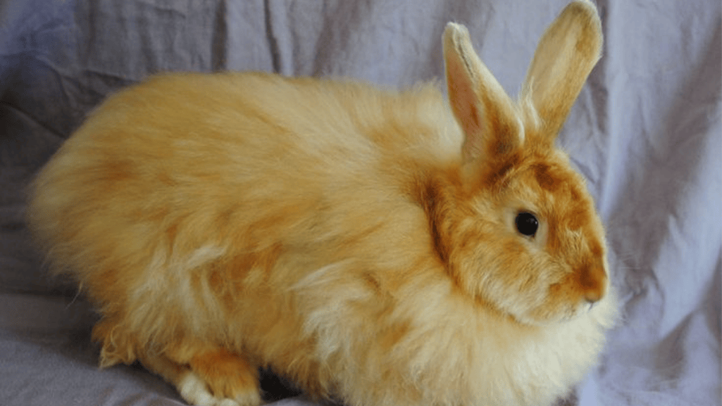 hutch rabbit care