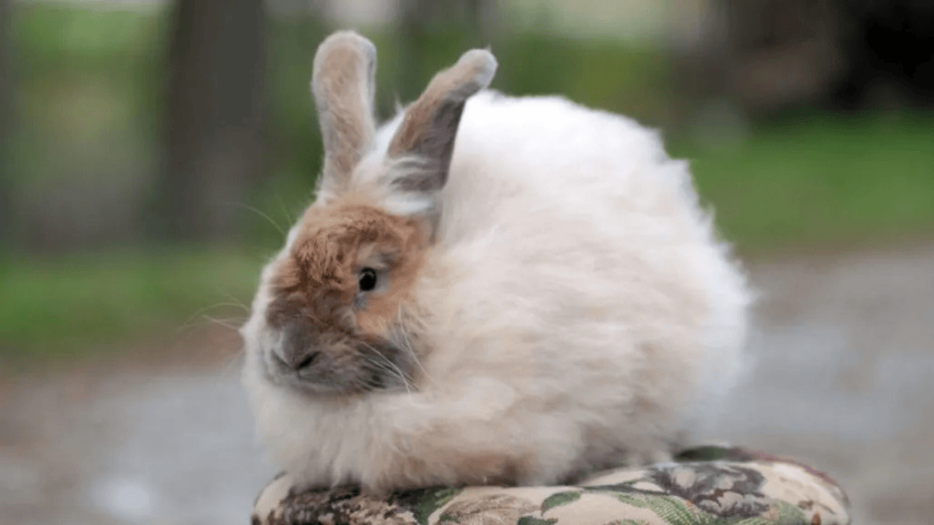 Lilac Rabbits