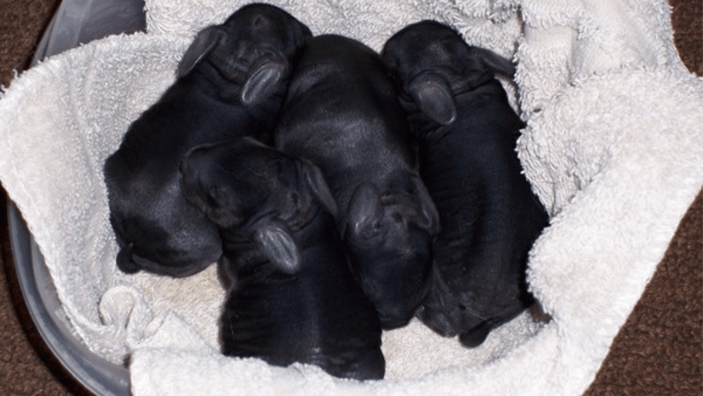 litter size