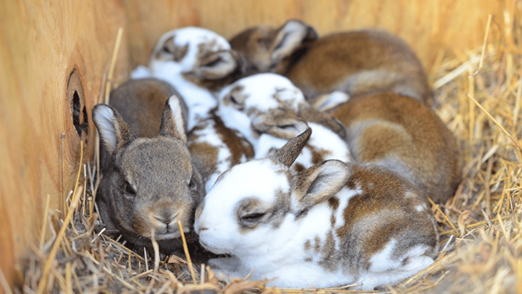 mini rex diet