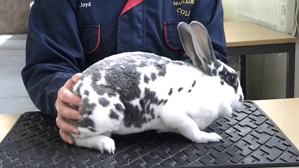 mini rex handling