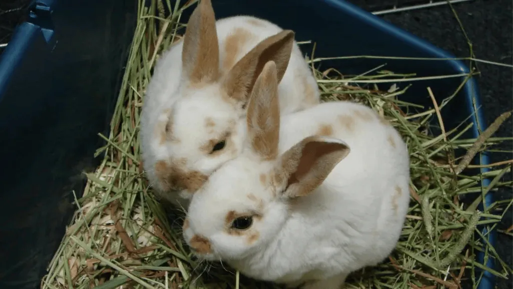 mini rex health