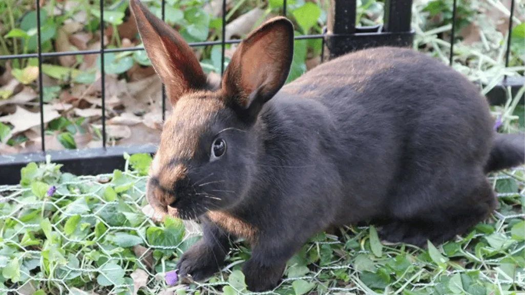 new zealand rabbit appearance