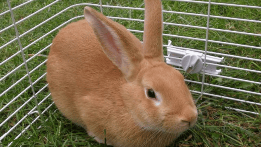 palomino rabbit appearance