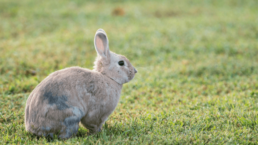 palomino rabbit temperament