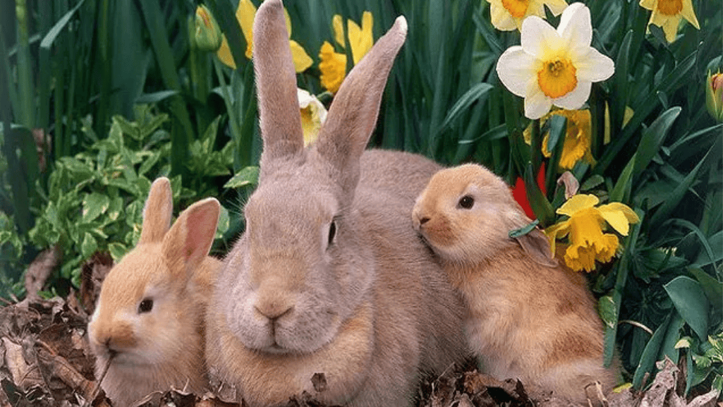 palomino rabbit
