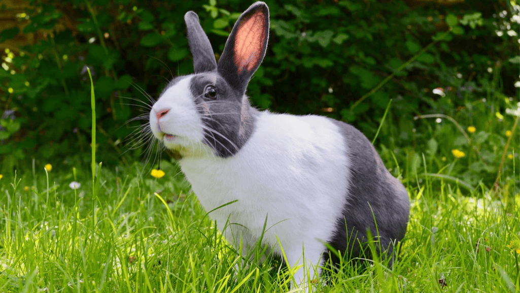 pet rabbit handling