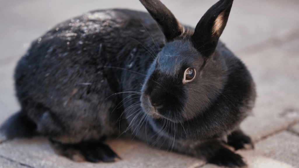 rabbit care