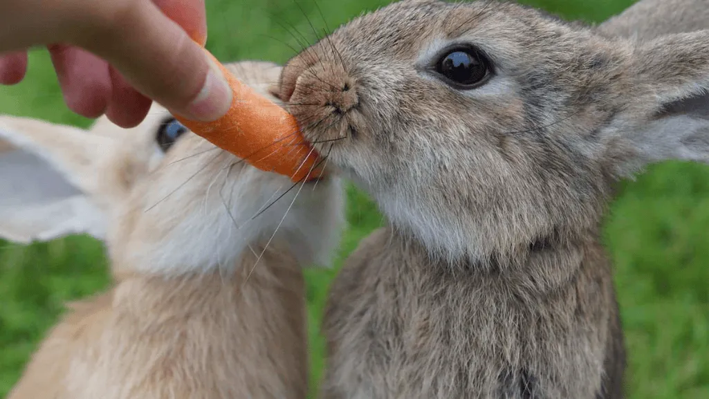 rabbit diet