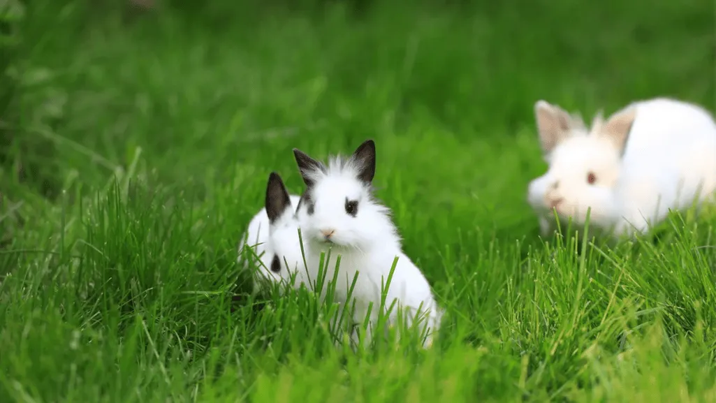 rabbit food safety