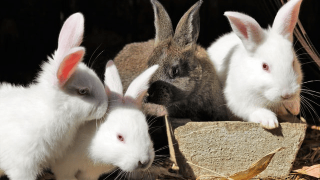 rabbit health issues