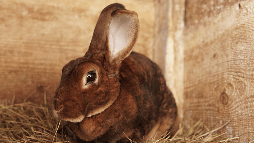 rex rabbit coat