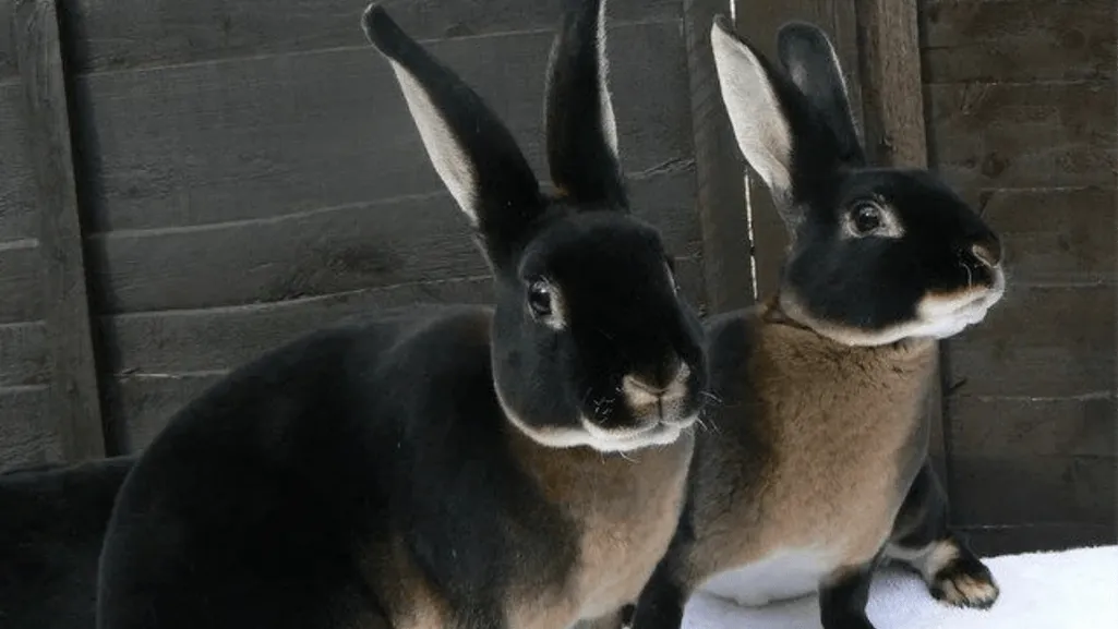 rex rabbits