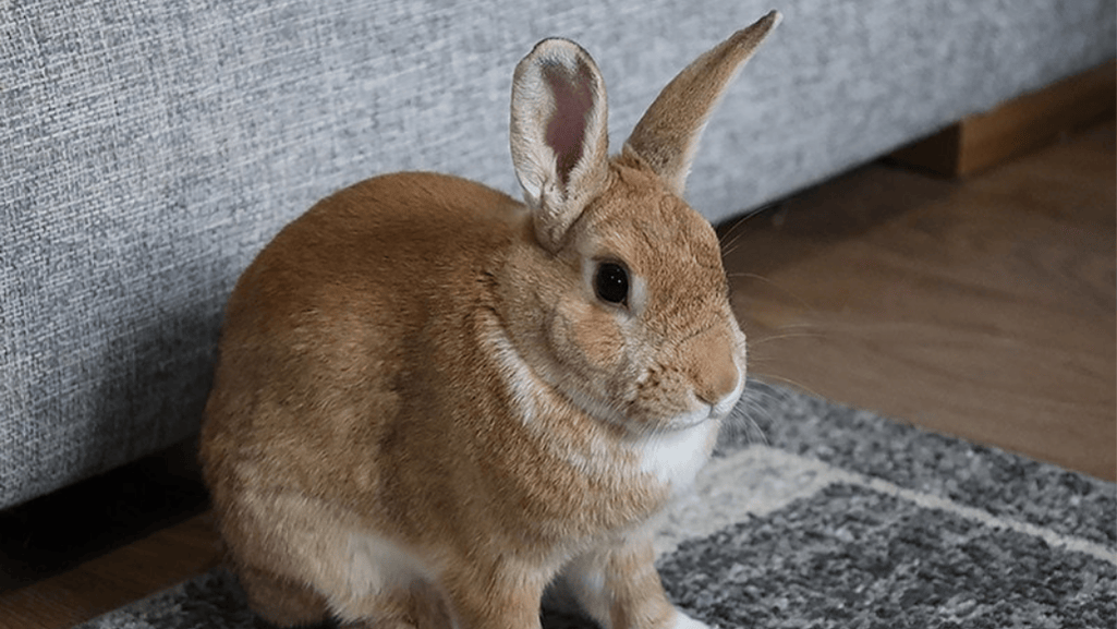 rex rabbits