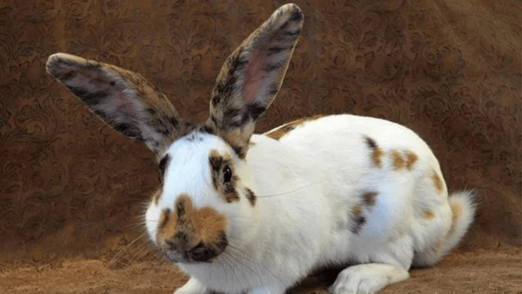 rhinelander rabbit breed appearance
