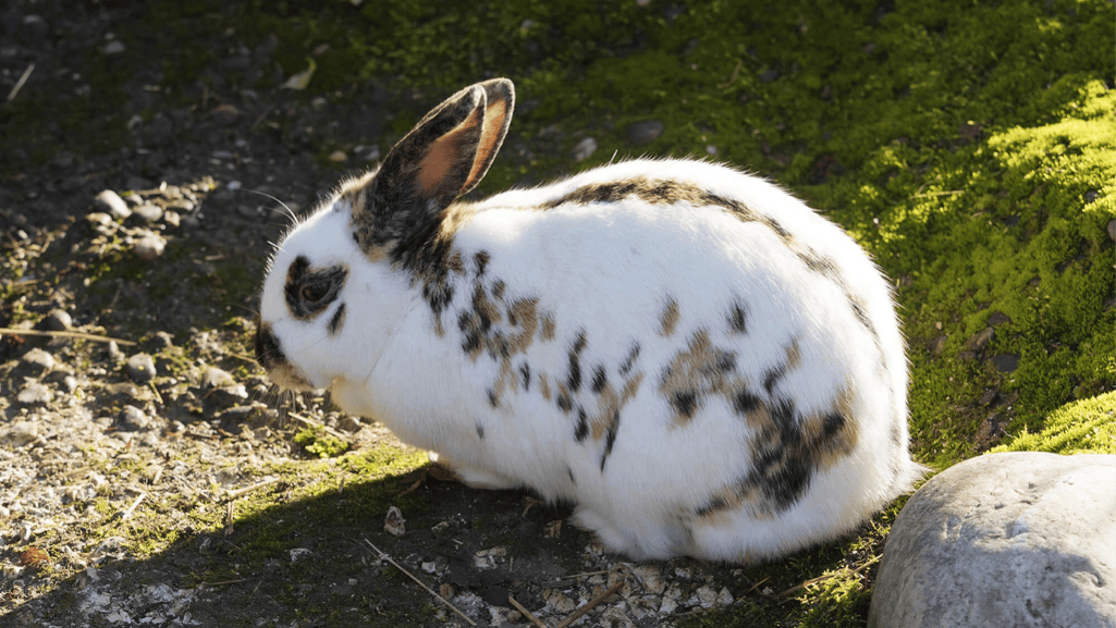 rhinelander rabbit markings