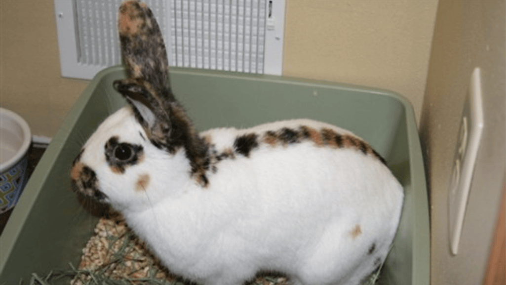 rhinelander rabbit temperament