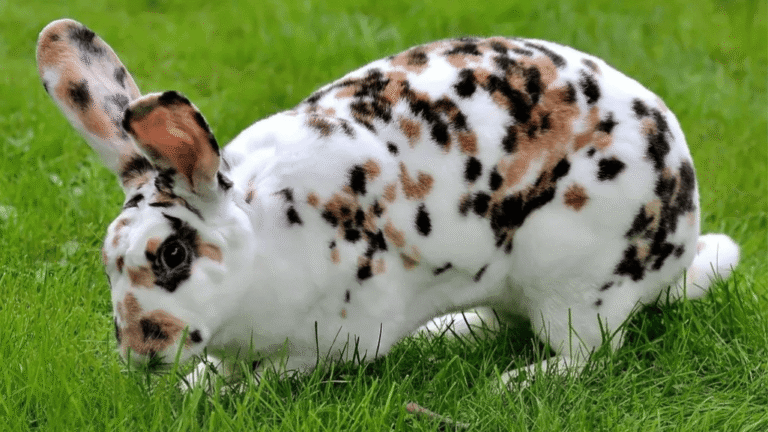 rhinelander rabbit