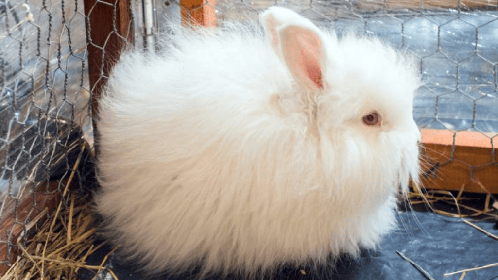 satin angora look