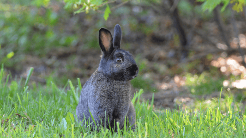 silver fox rabbit