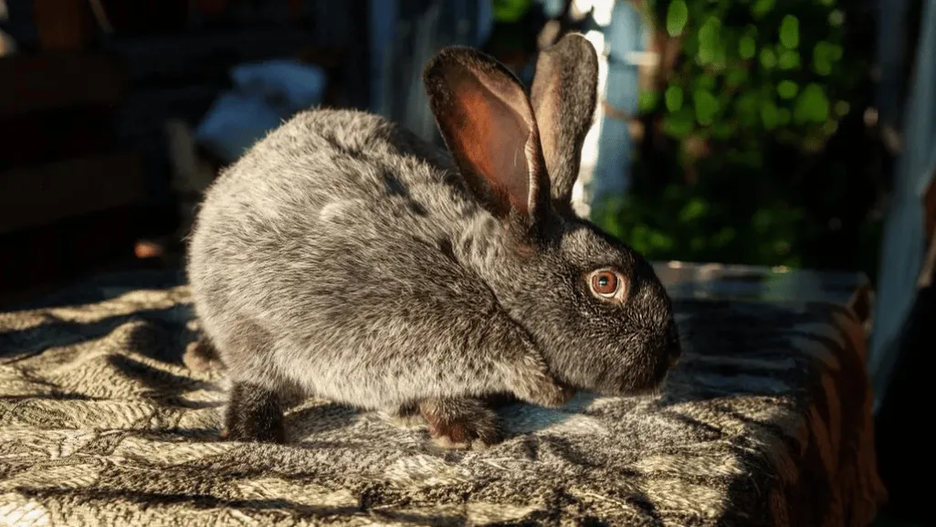 silver fox rabbit