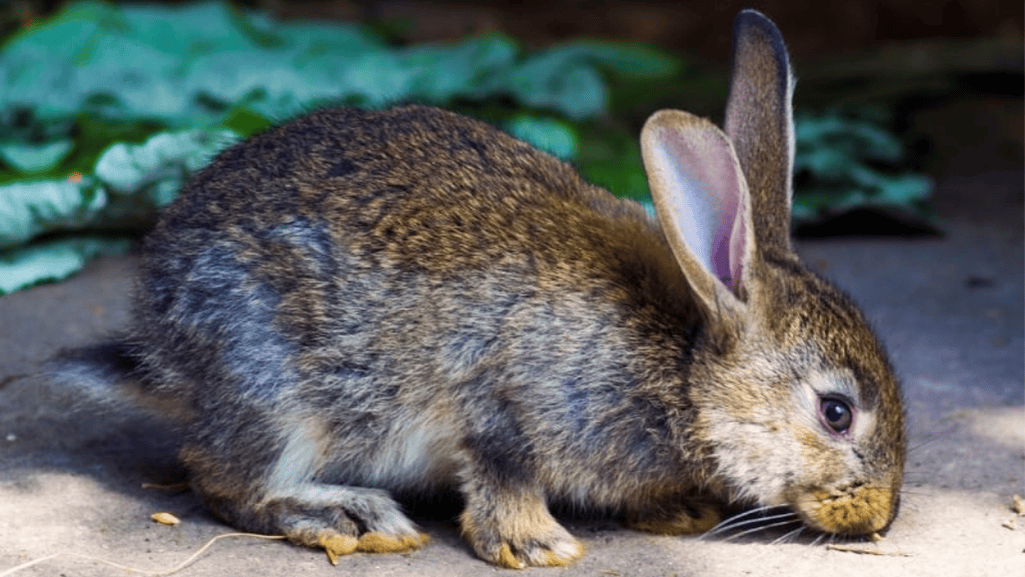 silver fox rabbit