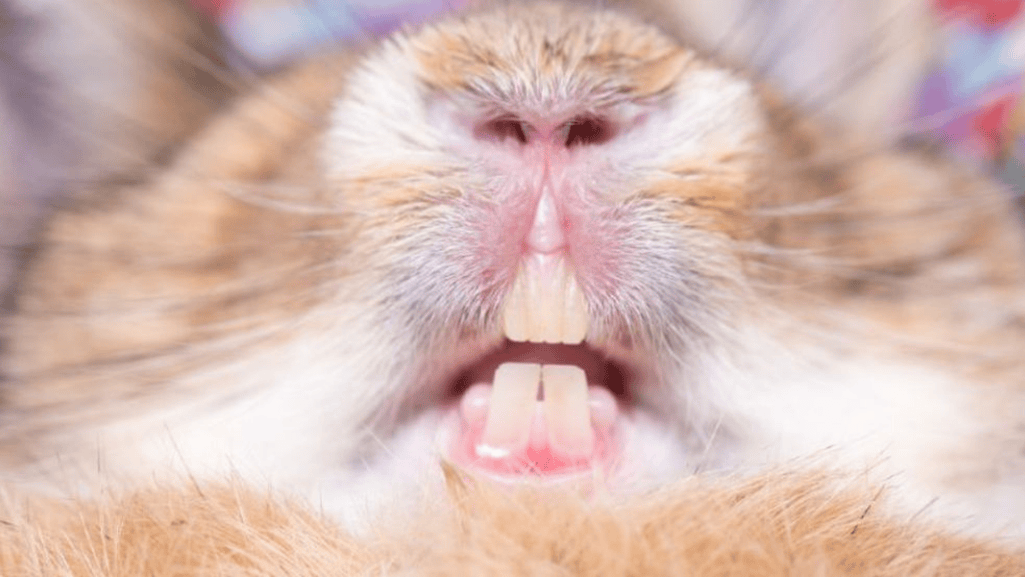 teeth