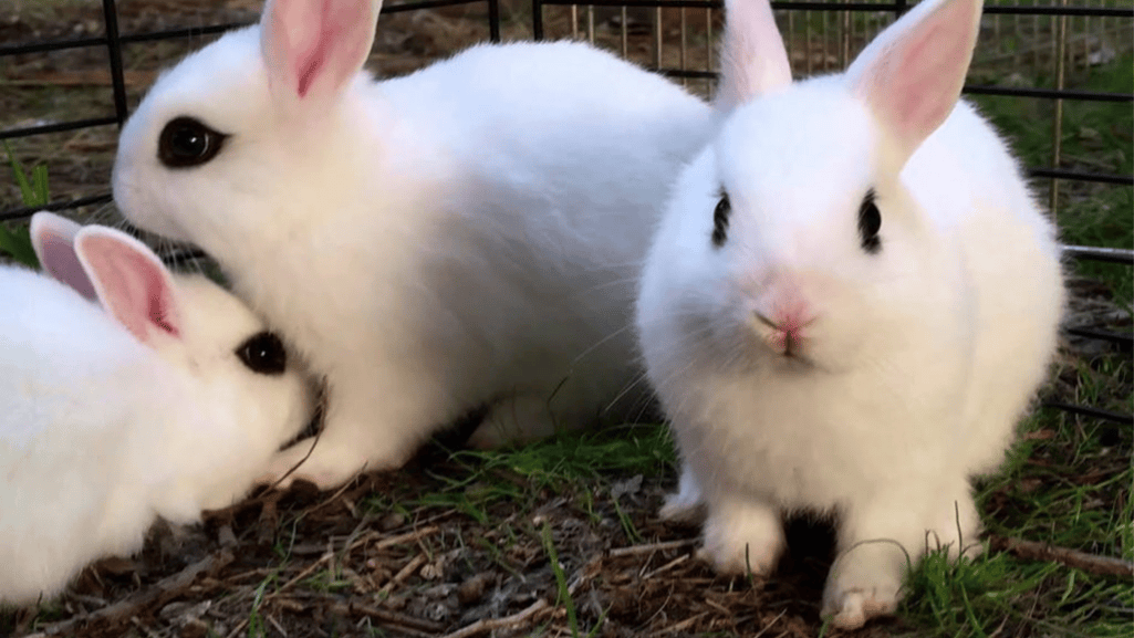 temperament new zealand rabbits
