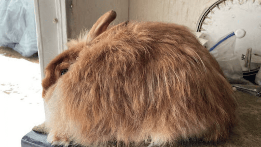 temperament of rabbits