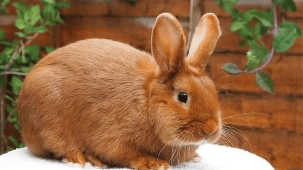 thrianta rabbit care