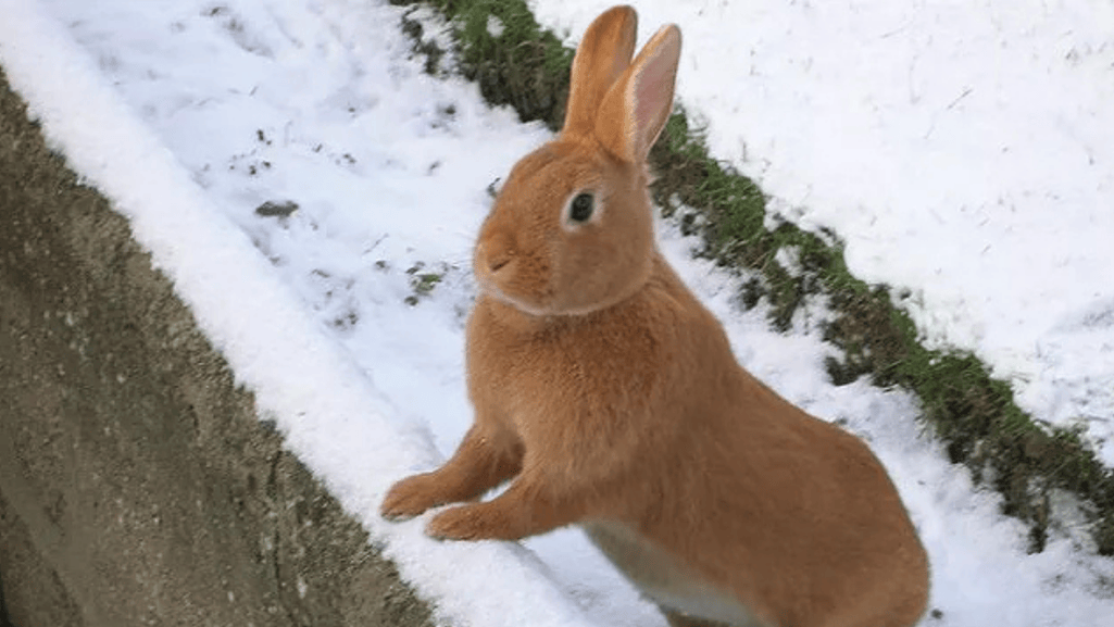 thrianta rabbit coat