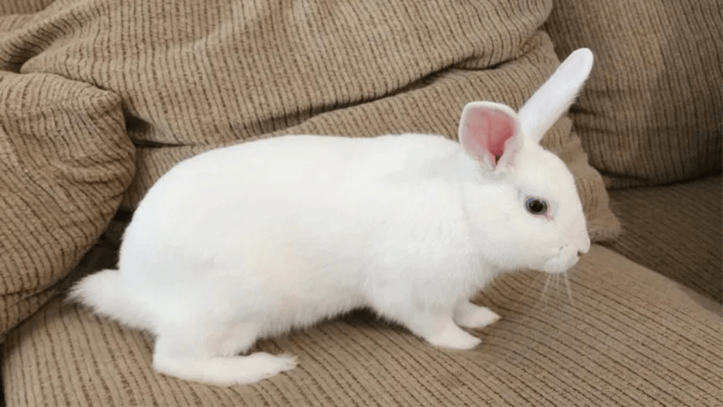 thrianta rabbit exercise