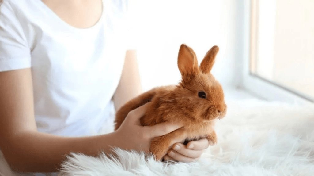 thrianta rabbit health