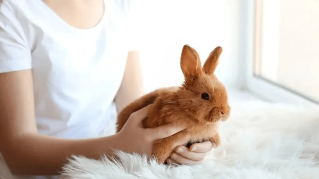 thrianta rabbit health