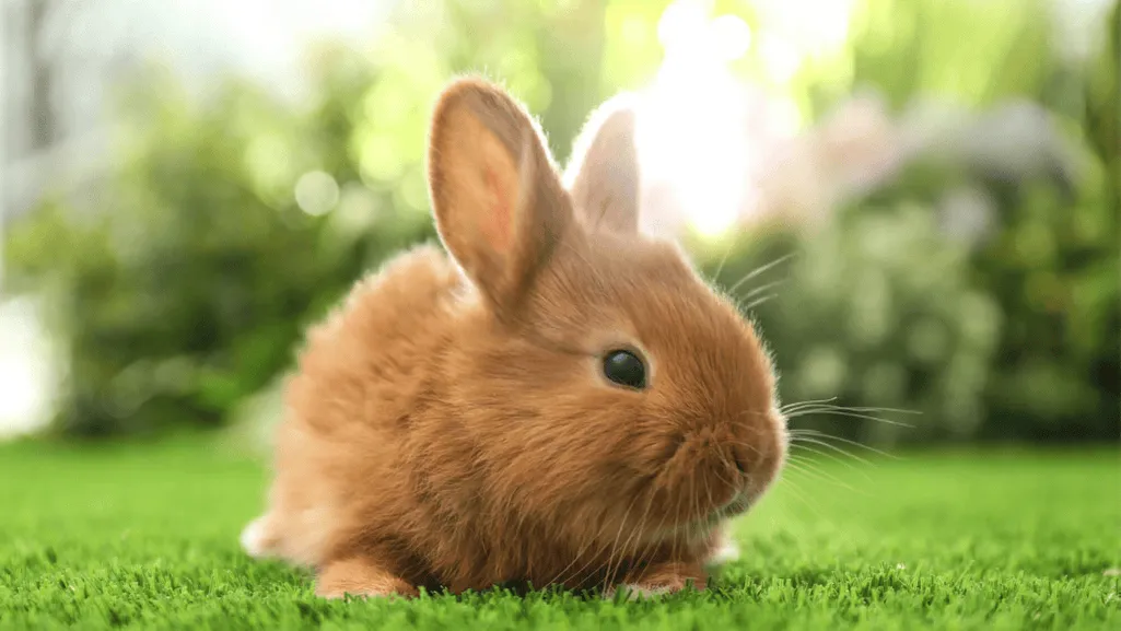 thrianta rabbit temperament