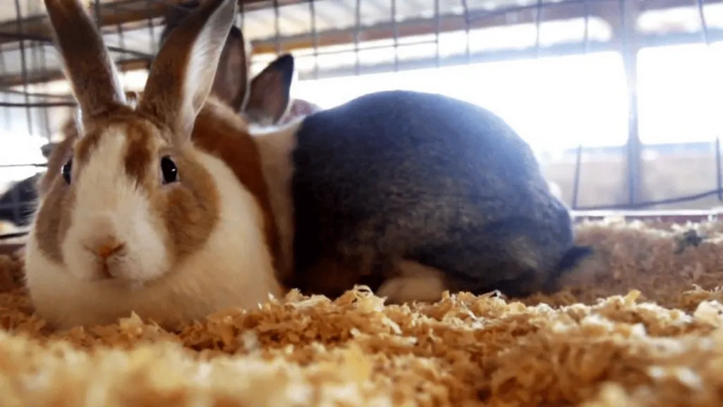 varieties mini satin