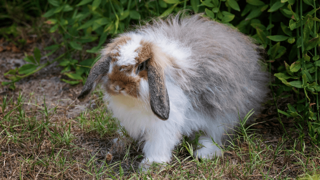 American Fuzzy Lop Rabbit