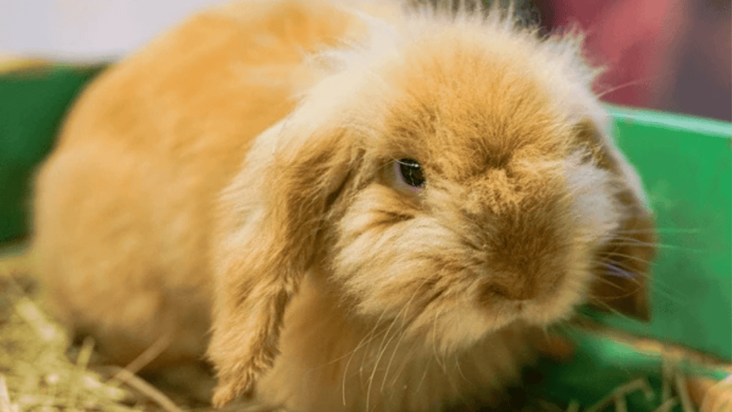 American Fuzzy Lop Rabbit