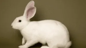 American Rabbit