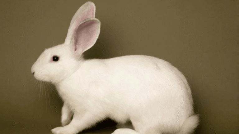 American Rabbit
