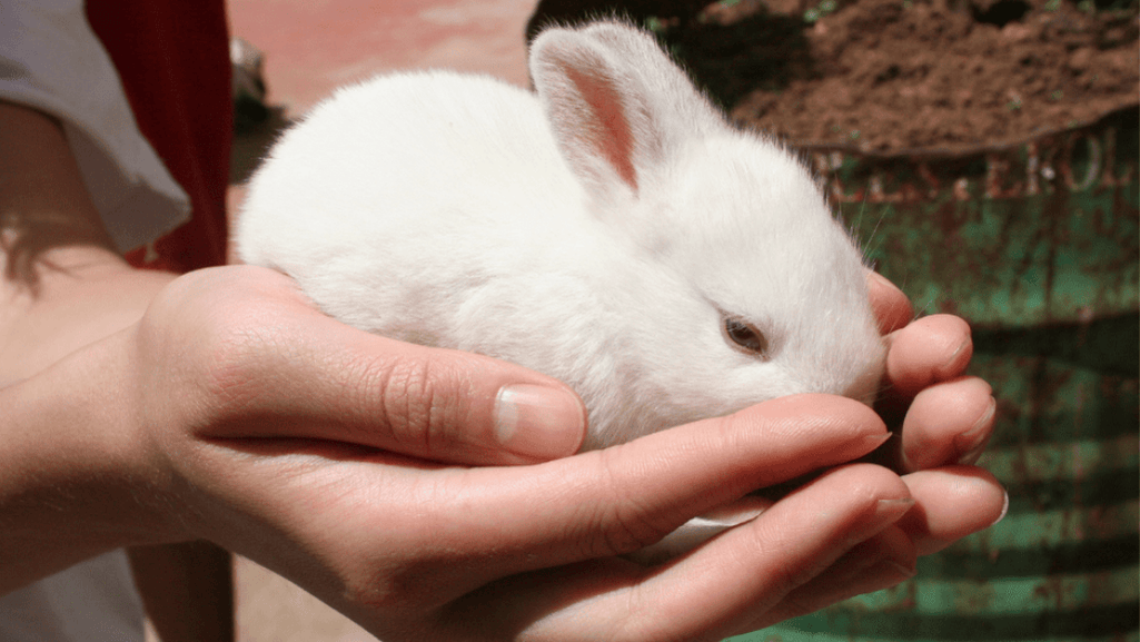 American Rabbit