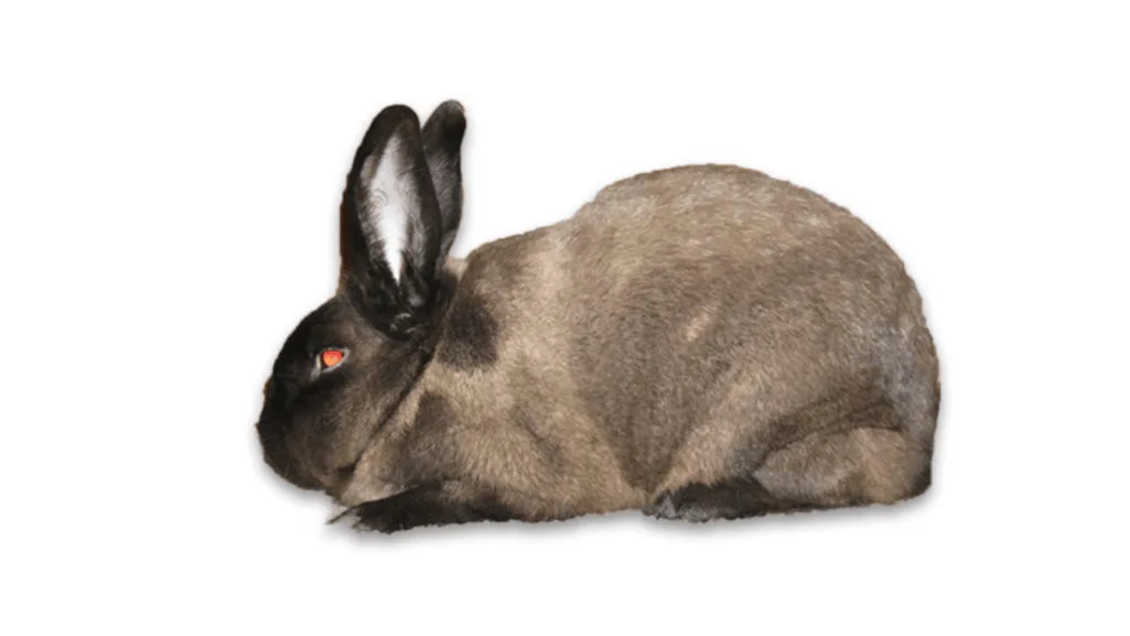 American Sable Rabbit