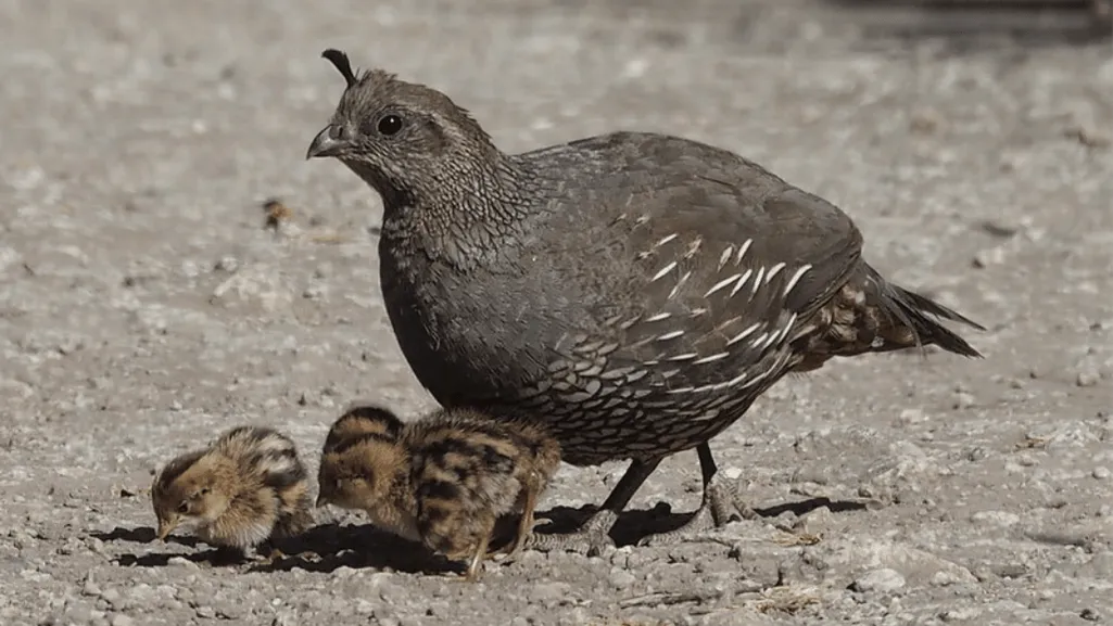 Attracting California Quail to Your Yard