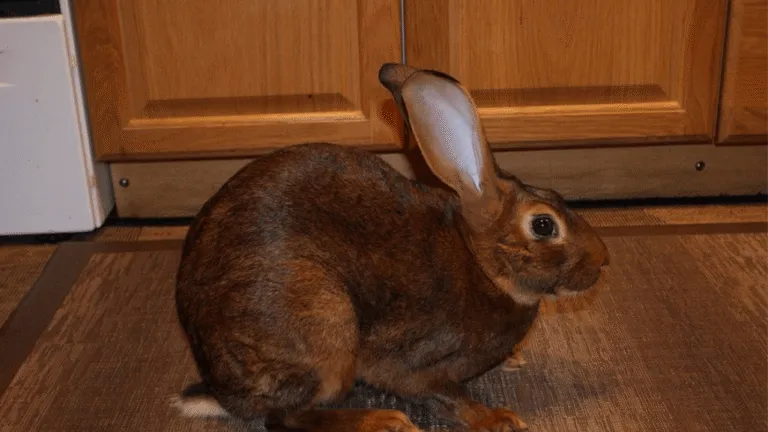 Belgian Hare Rabbit