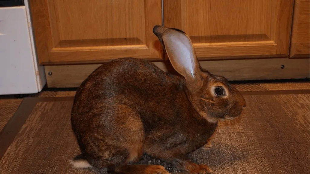 Belgian Hare Rabbit