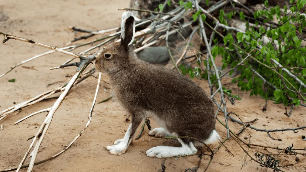 Belgian Hare Rabbit