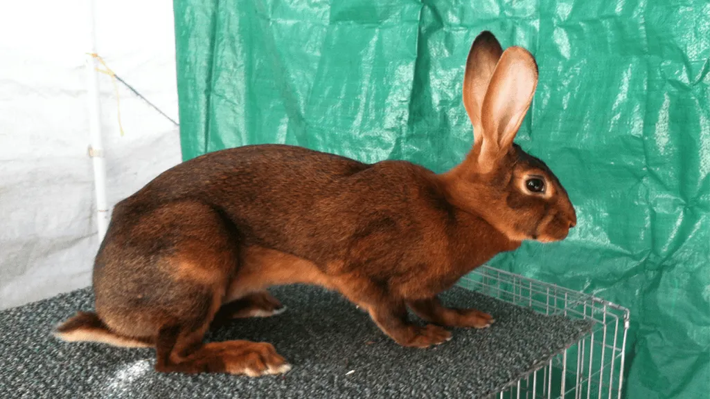 Belgian Hare Rabbit